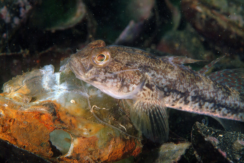 Gobius niger